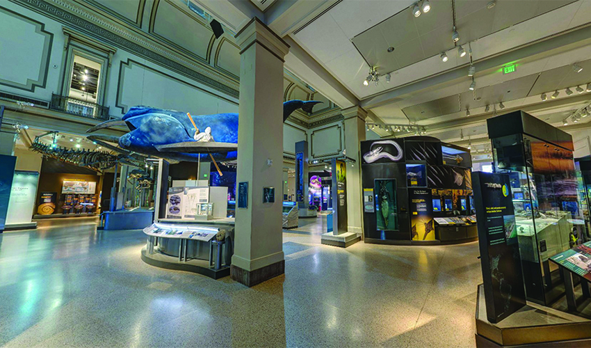 36 mnimeia mouseia