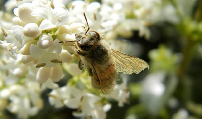102 puxari