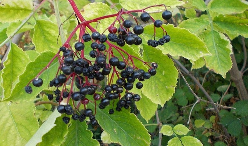 105 sampoukos