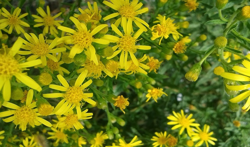 12 akonyzia