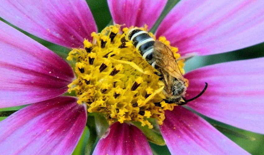 15 anemoni