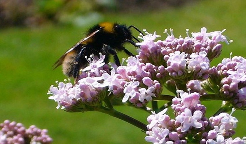 21 valeriana