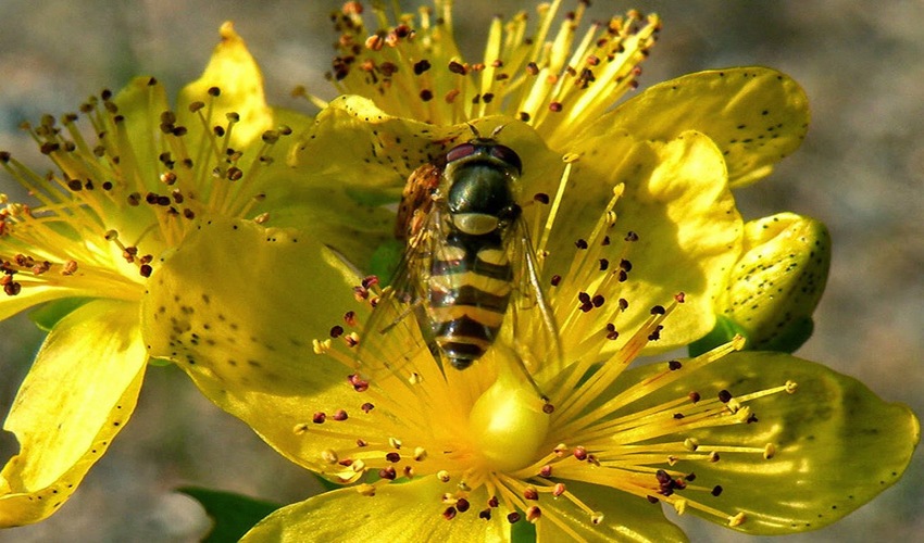 22 balsamo