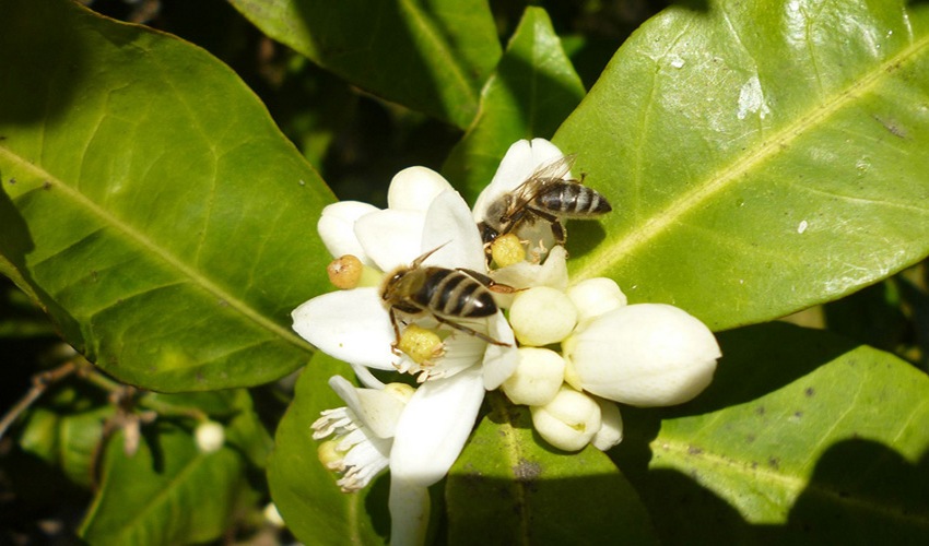 24 bisinia