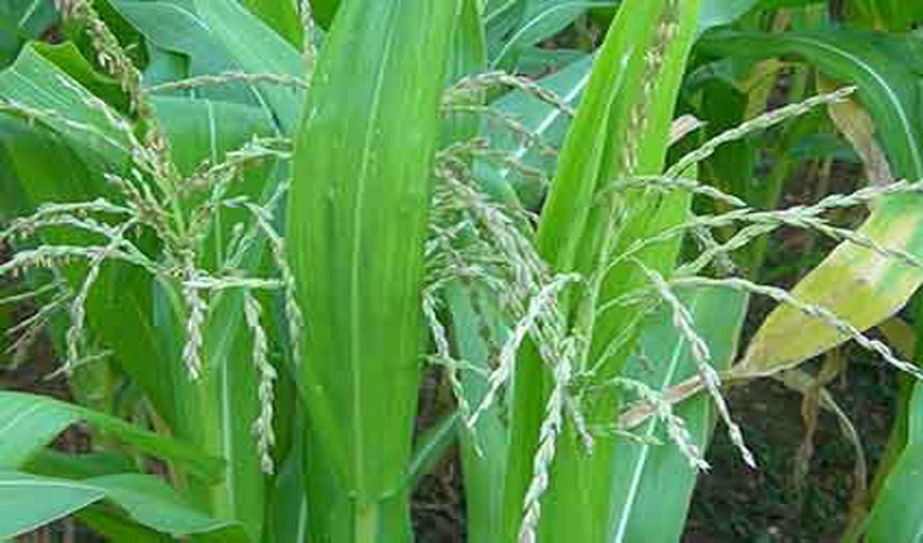 46 kalampoki