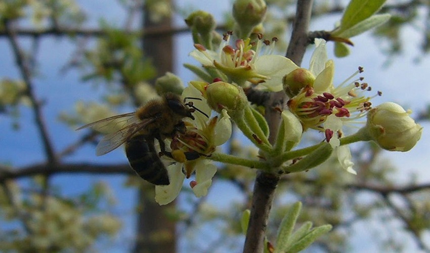 4 agkortzia