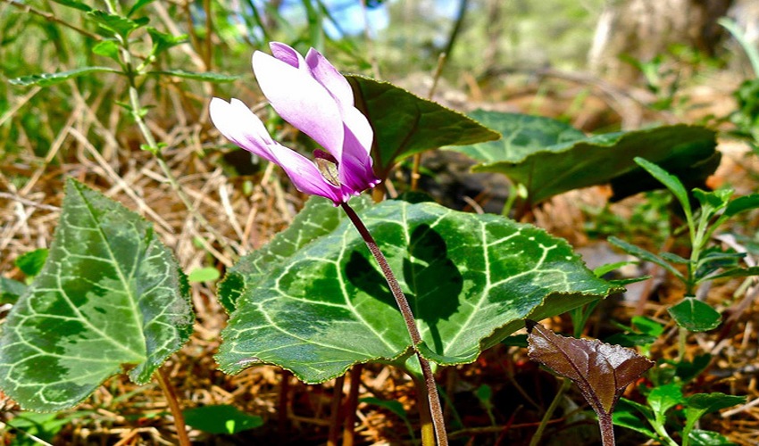 56 kuklamino