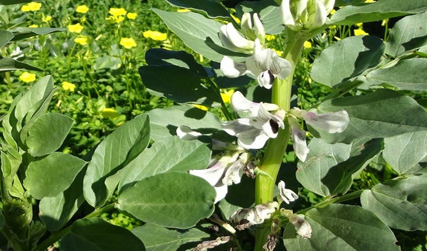 58 koykia