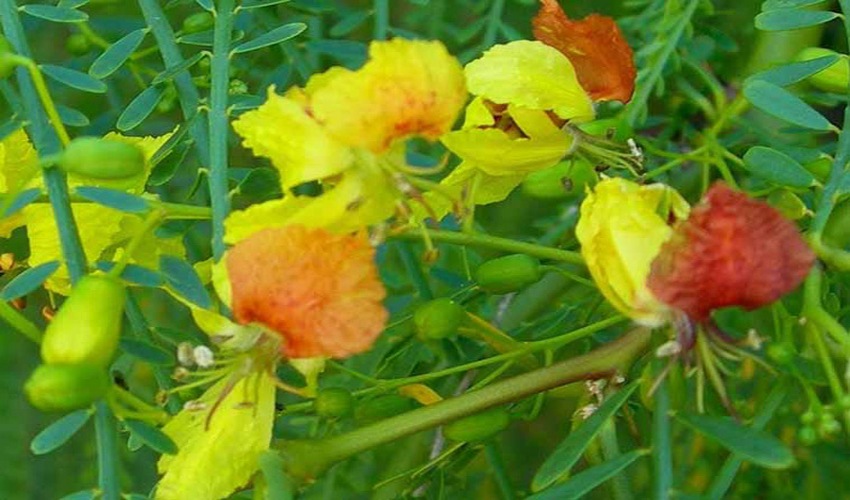 90 parkinsonia