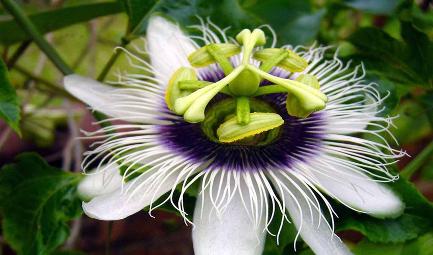 91 pasiflora