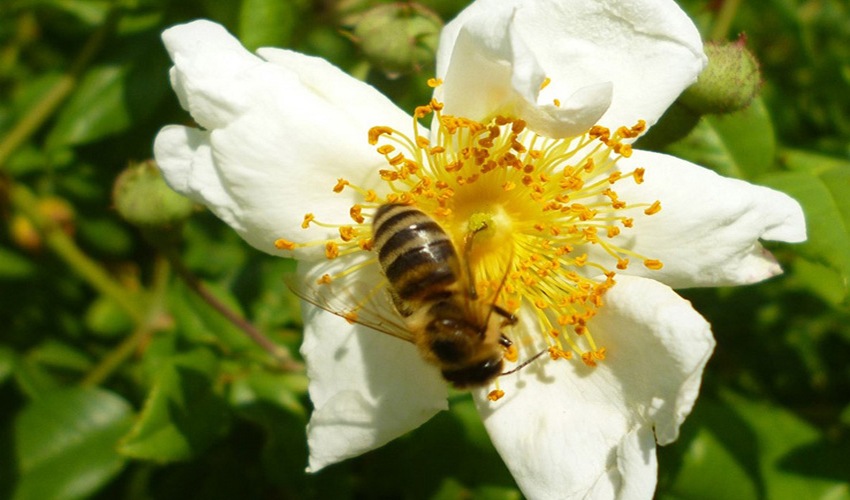 9 agriontriantafilia