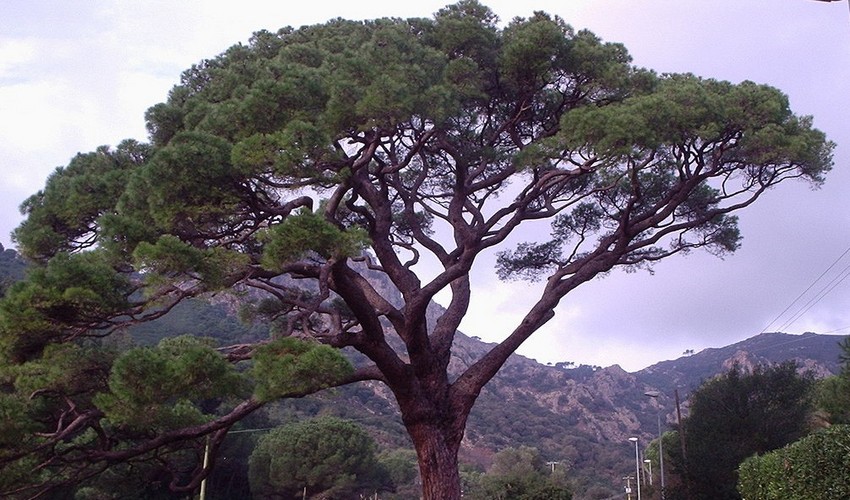 04 mesogeiaka dasi