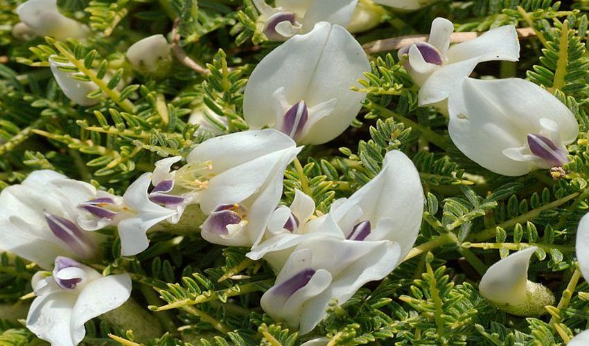 08 astragalos