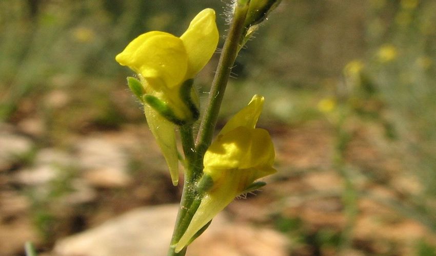 34 linaria