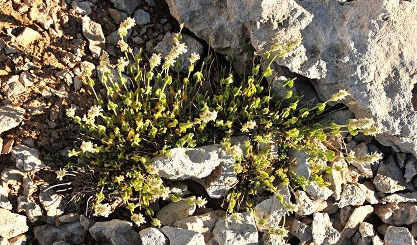 39 nepeta