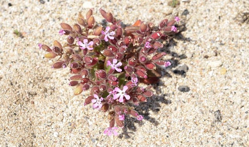 44 saponaria