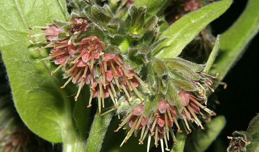 46 solinanthos