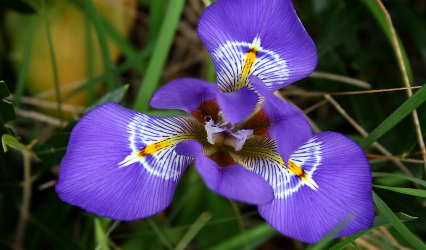 48 viola