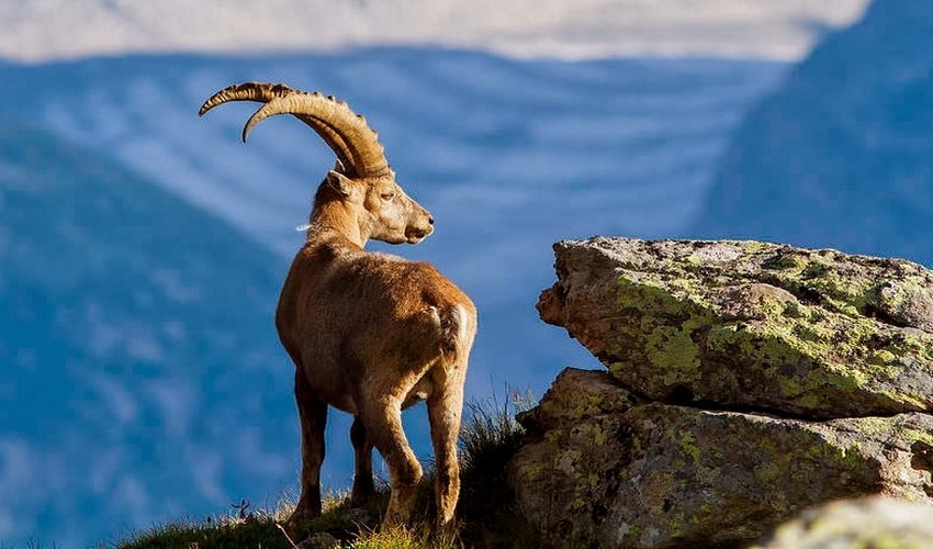 12 kritikos aigagros